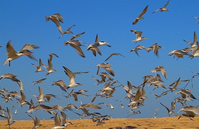 تصاویر / آغاز مهاجرت پرندگان مهاجر به سواحل و تالاب‌های استان بوشهر