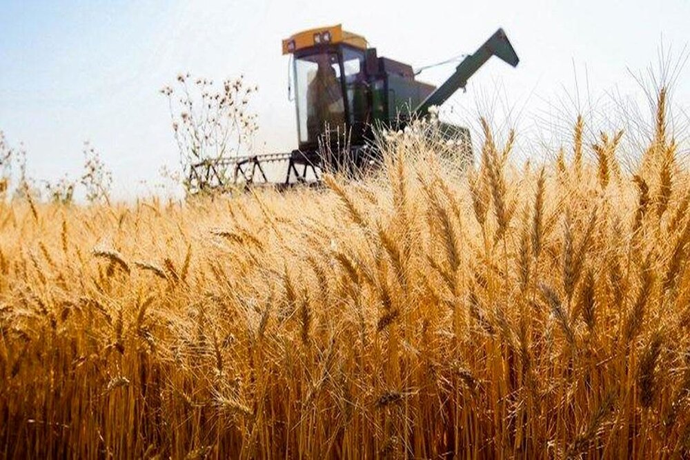 بوشهر در تامین گندم خودکفا می‌شود/ افزایش ۳ برابری تولید محصول