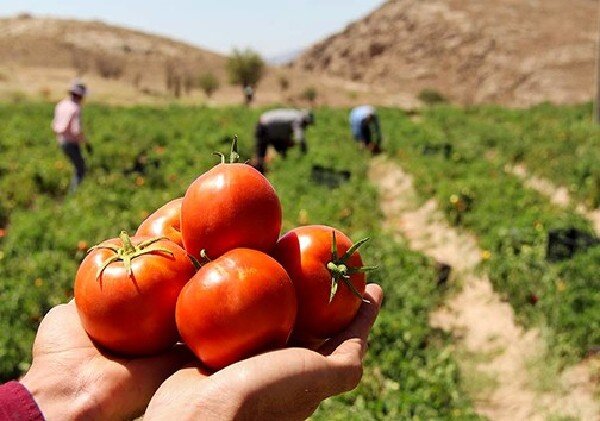 بوشهر قطب تولید گوجه‌فرنگی درپائیز و زمستان