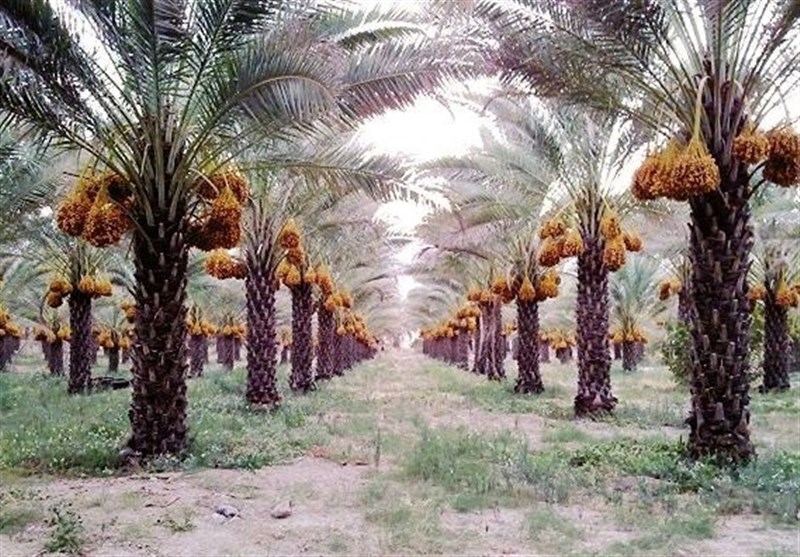 ‌رطوبت شدید در نخلستان‌های بوشهر؛ ترشیدگی ‌دسترنج کشا‌ورزان را تهدید می‌کند